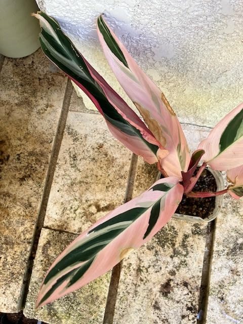 Amazon.co.jp: 人気！ ストロマンテトリオスター その3 抜き苗発送